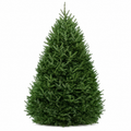 Fraser Fir