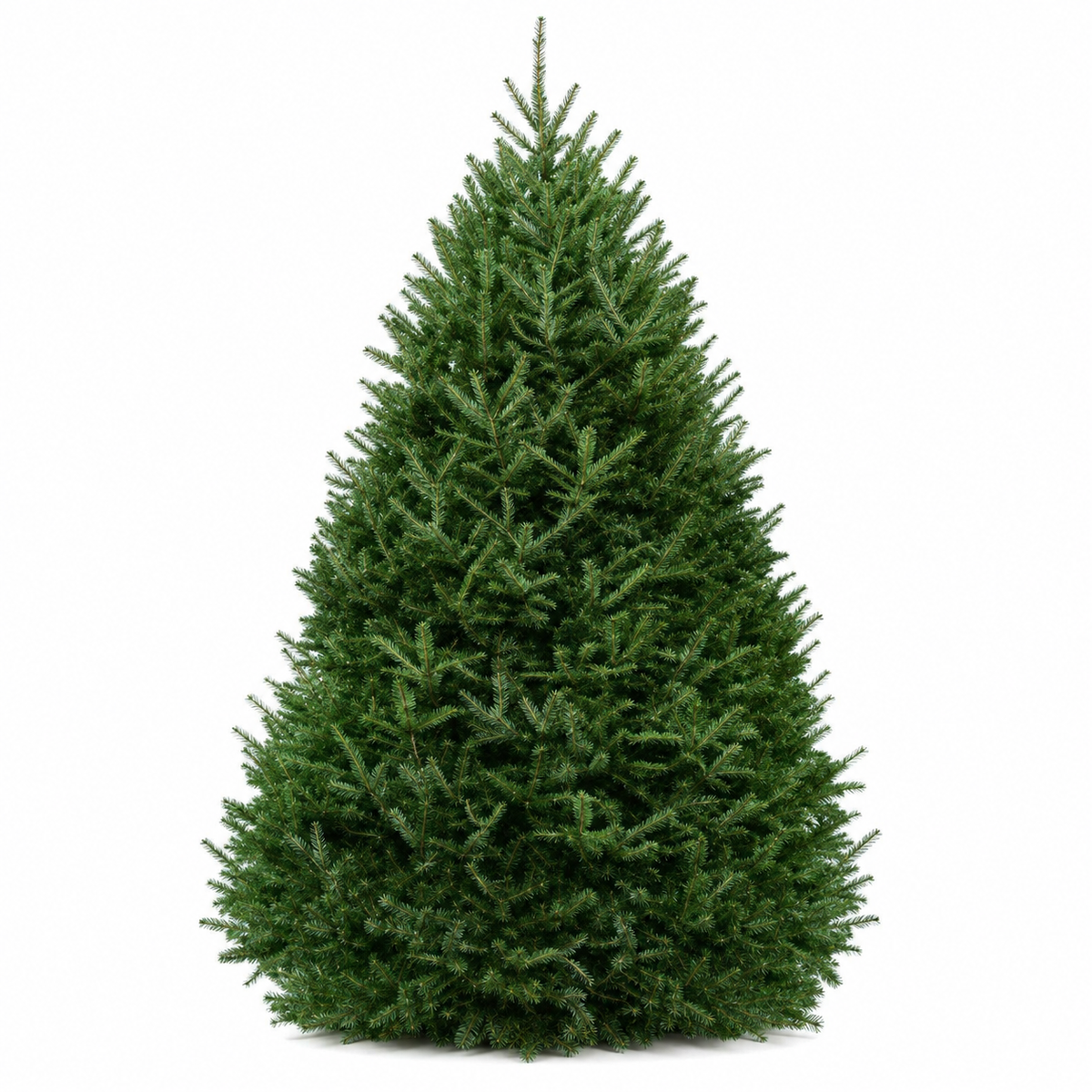 Fraser Fir