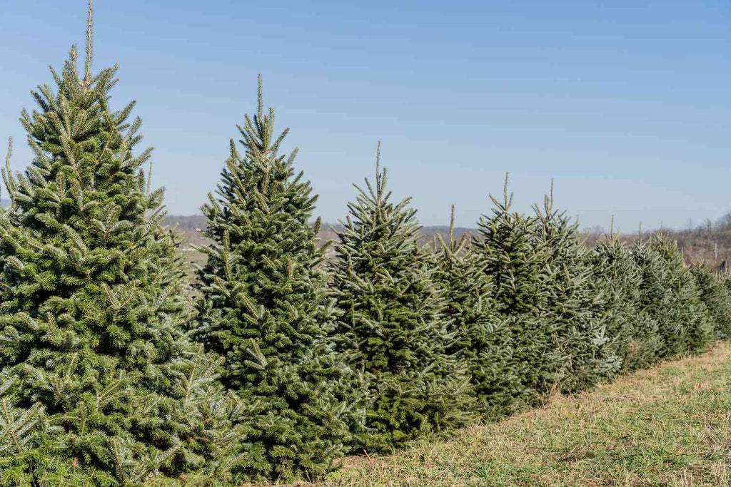 Fraser Fir