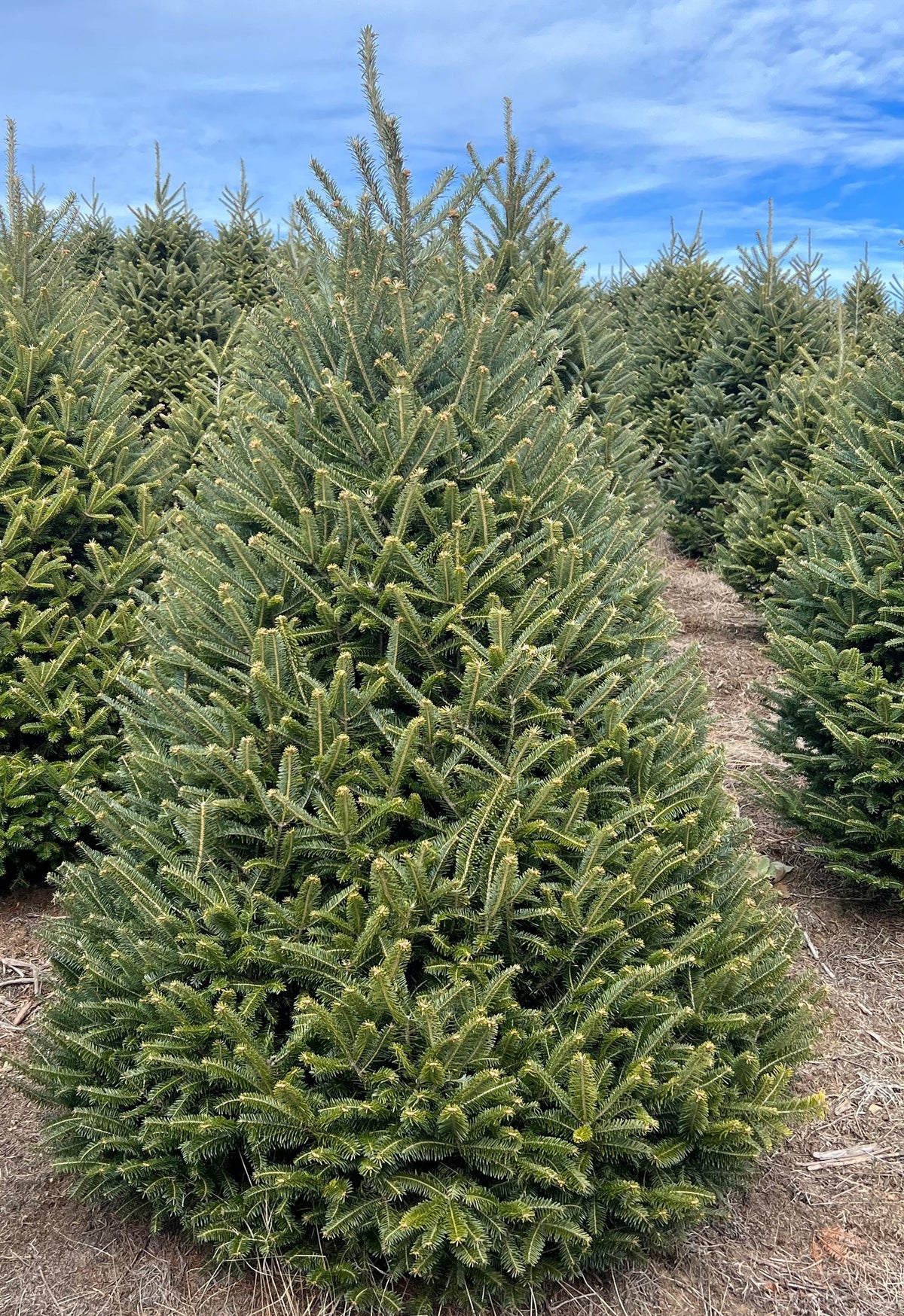 Fraser Fir